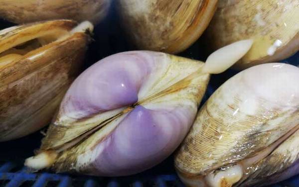 西施舌是什么动物?