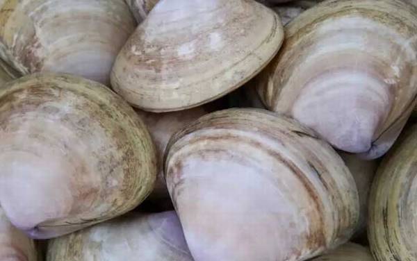 西施舌是什么动物?