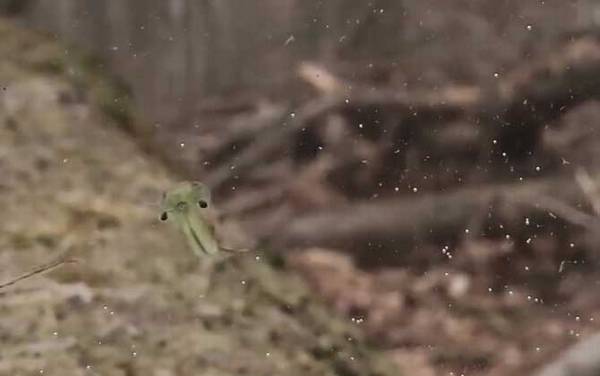 仙女虾是什么动物?