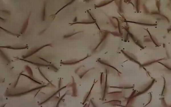 仙女虾是什么动物?