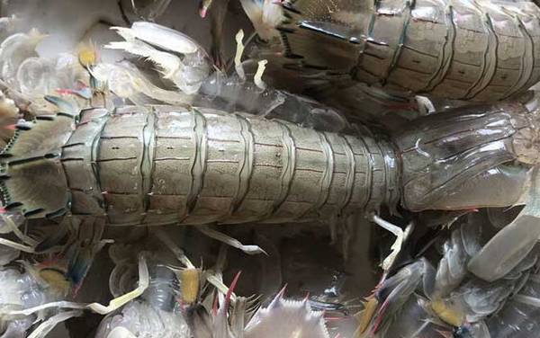 虾爬子是什么东西?