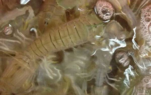 虾爬子是什么东西?