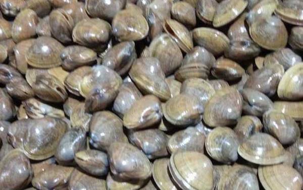 蚬子是什么动物?