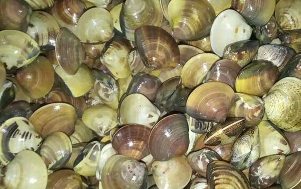 蚬子是什么动物?