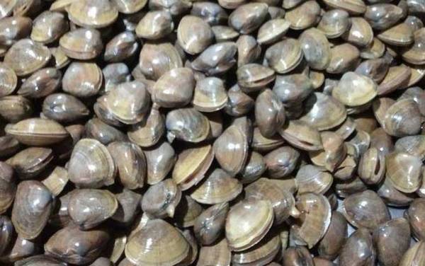 蚬子是什么动物?