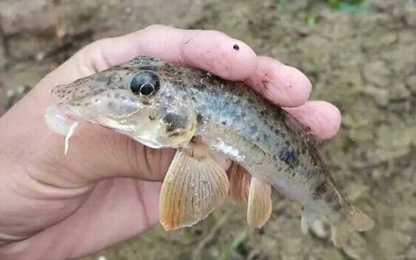 棒花鱼是什么鱼?