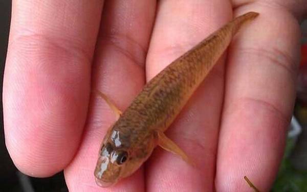 棒花鱼是什么鱼?