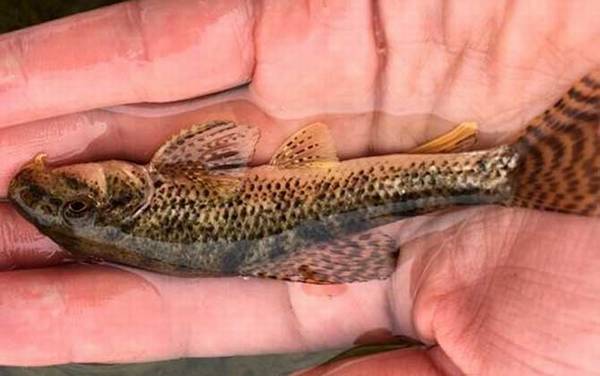 棒花鱼是什么鱼?