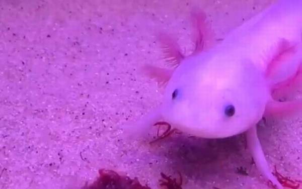 钝口螈是什么动物?