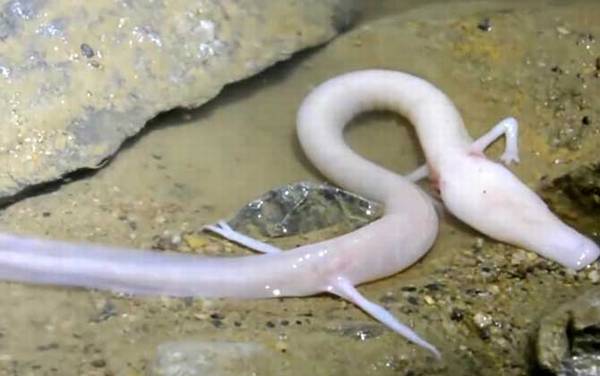 洞螈是什么动物?