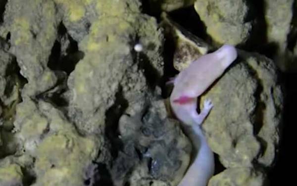 洞螈是什么动物?