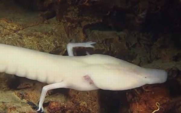 洞螈是什么动物?