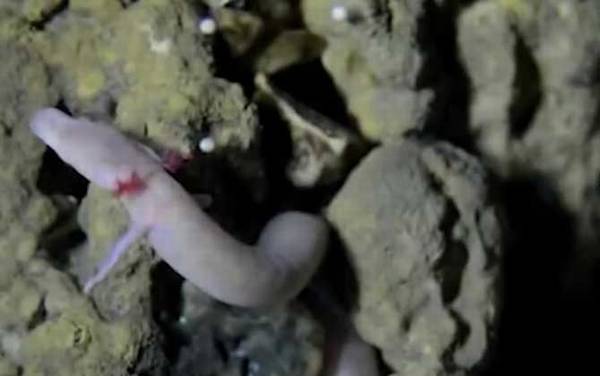 洞螈是什么动物?