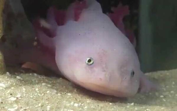 钝口螈是什么动物?