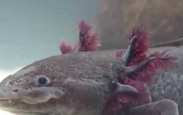 钝口螈是什么动物?