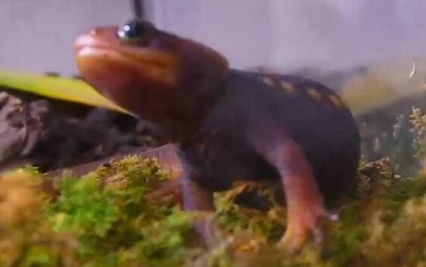 红瘰疣螈是什么动物?