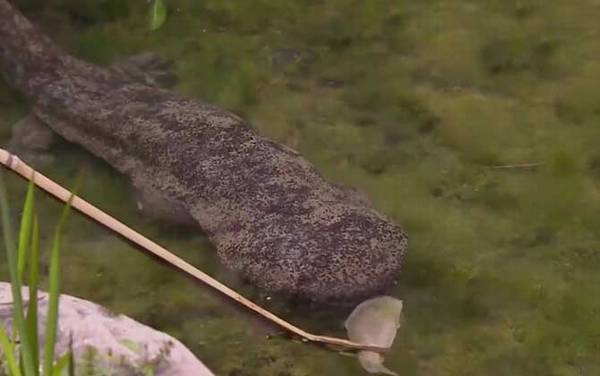 娃娃鱼吃什么食物?