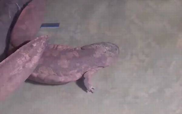 娃娃鱼价格多少钱一斤?