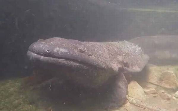 娃娃鱼养殖技术及病害防治