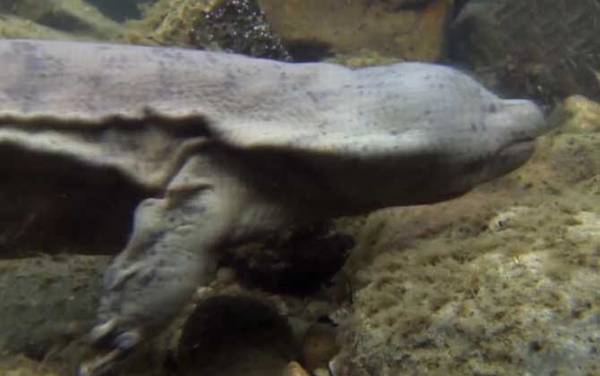 娃娃鱼产地在哪里?