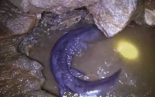 野生娃娃鱼是几级保护动物?