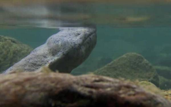 野生娃娃鱼是几级保护动物?