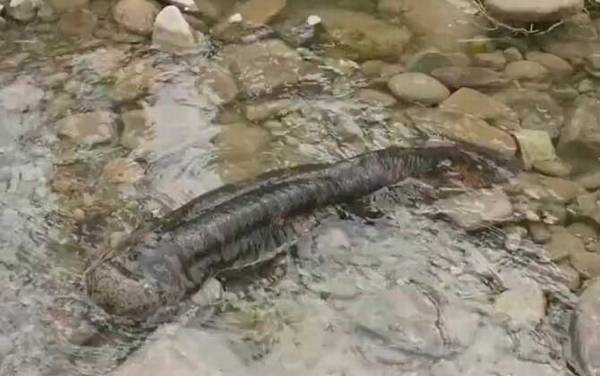 野生娃娃鱼是几级保护动物?