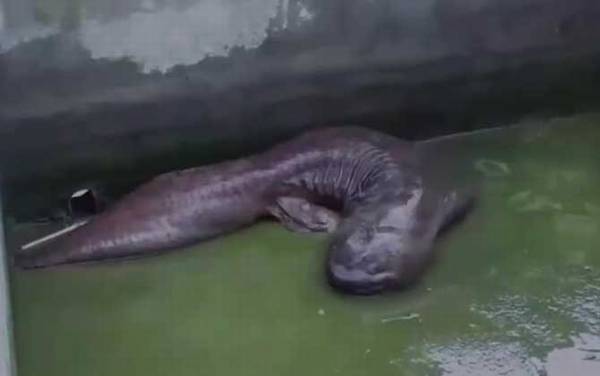 娃娃鱼种苗价格多少钱一条?