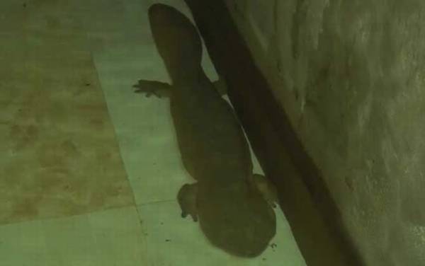 娃娃鱼种苗价格多少钱一条?