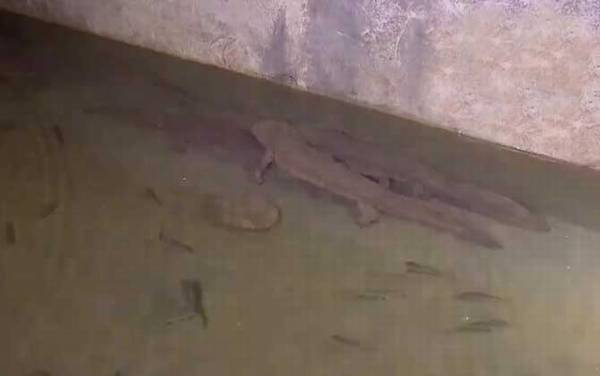 大鲵为什么叫娃娃鱼?