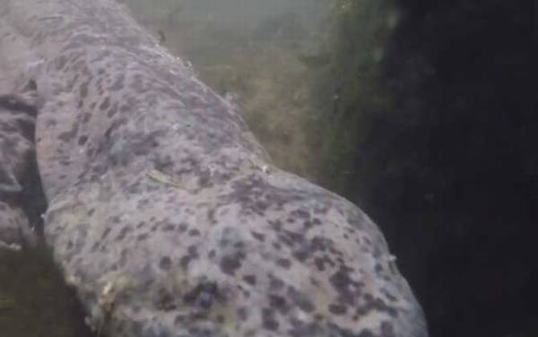 大鲵为什么叫娃娃鱼?