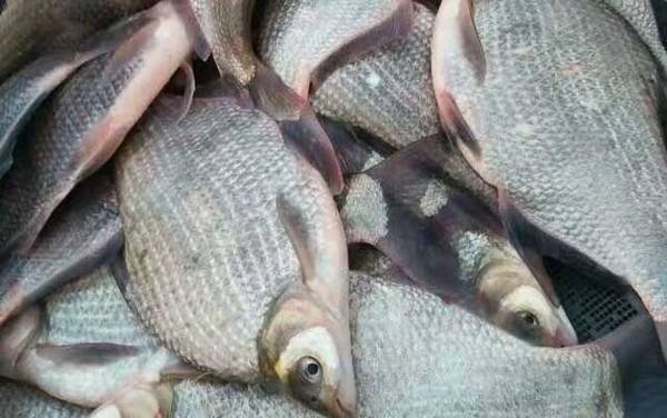 武昌鱼是什么鱼?