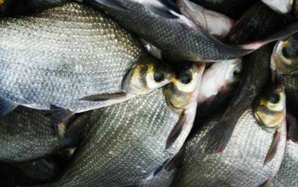 武昌鱼价格多少钱一斤?