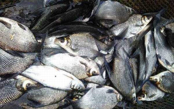 武昌鱼价格多少钱一斤?