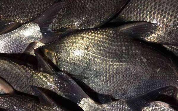 武昌鱼价格多少钱一斤?