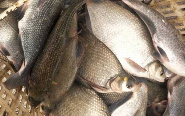 武昌鱼价格多少钱一斤?