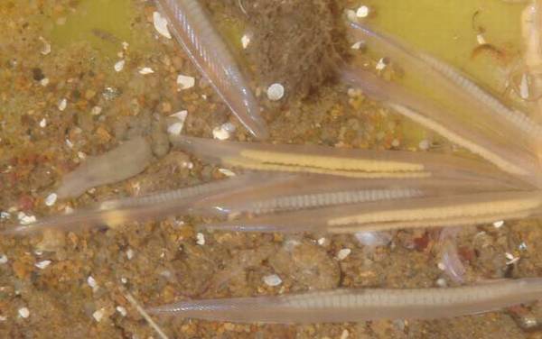 文昌鱼是什么动物?