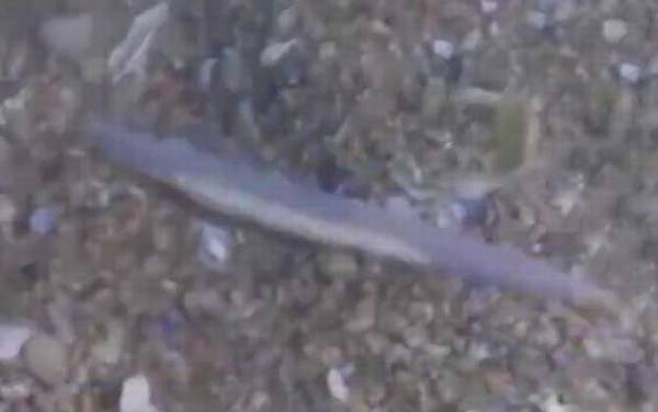 文昌鱼是什么动物?