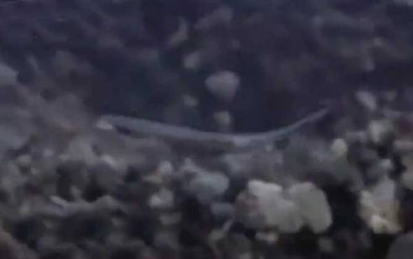 文昌鱼是什么动物?