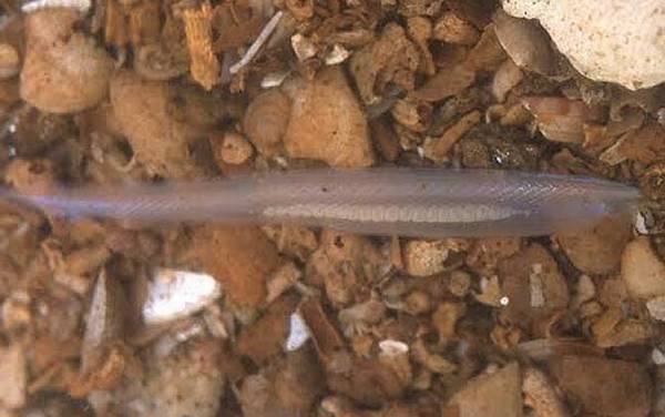 文昌鱼是什么动物?