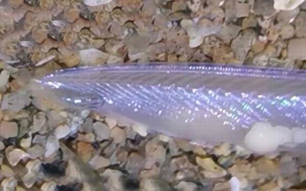 文昌鱼长什么样子?