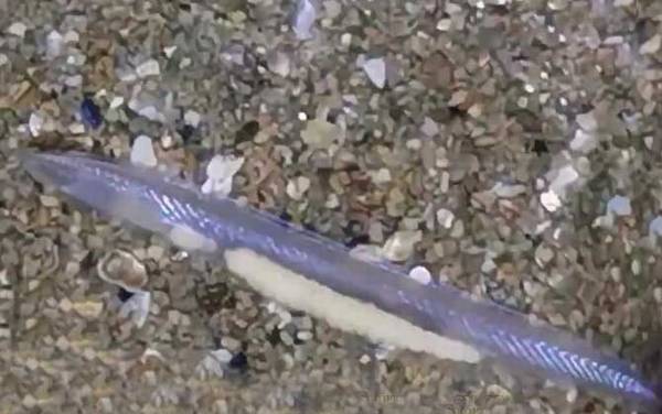 文昌鱼长什么样子?