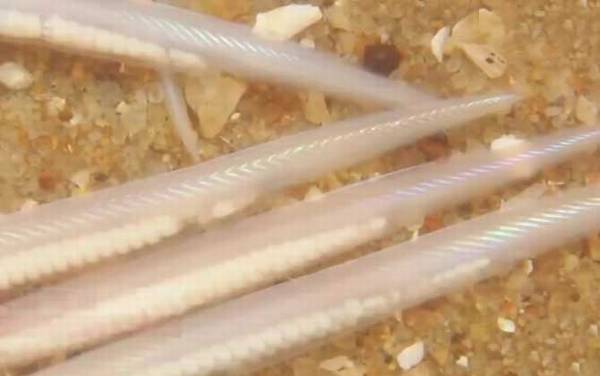 文昌鱼长什么样子?