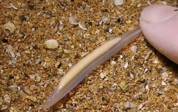 文昌鱼是保护动物吗?