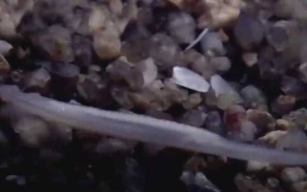 文昌鱼是保护动物吗?