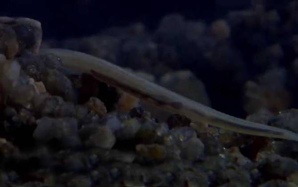 文昌鱼是保护动物吗?