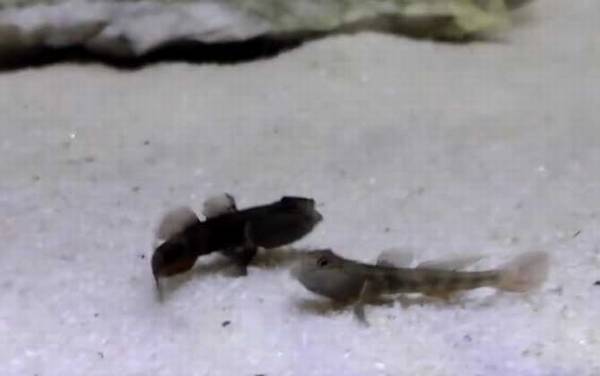 虾虎鱼是什么鱼?