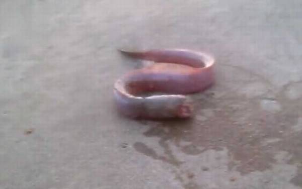 狼牙虾虎鱼是什么鱼?