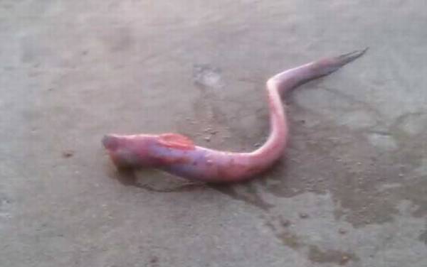 狼牙虾虎鱼是什么鱼?