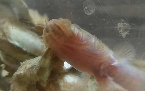 须鳗虾虎鱼是什么鱼?